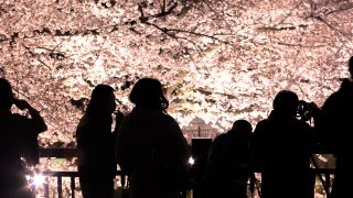 大阪のお花見スポット!ライトアップおすすめ5選を紹介