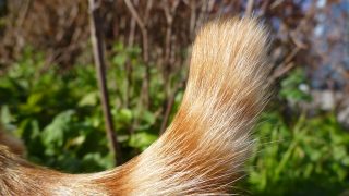 猫のしっぽで感情が分かるの?猫の機嫌はしっぽで見分けよう!
