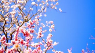 2017年の立春はいつ?立春大吉ってどんな意味なの?