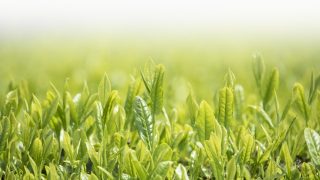 2017年の八十八夜はいつ?茶摘とはどんな関係なの?