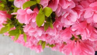 さつきの花言葉は?浪費家の嫁にイヤミで贈るといいかも