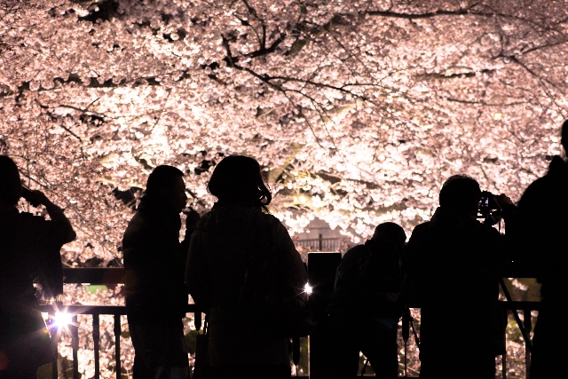 大阪のお花見スポット！ライトアップおすすめ５選を紹介