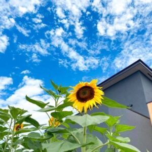 ひまわりは庭に植えてはいけないのか？ひまわりと火事や打ち首の関係について